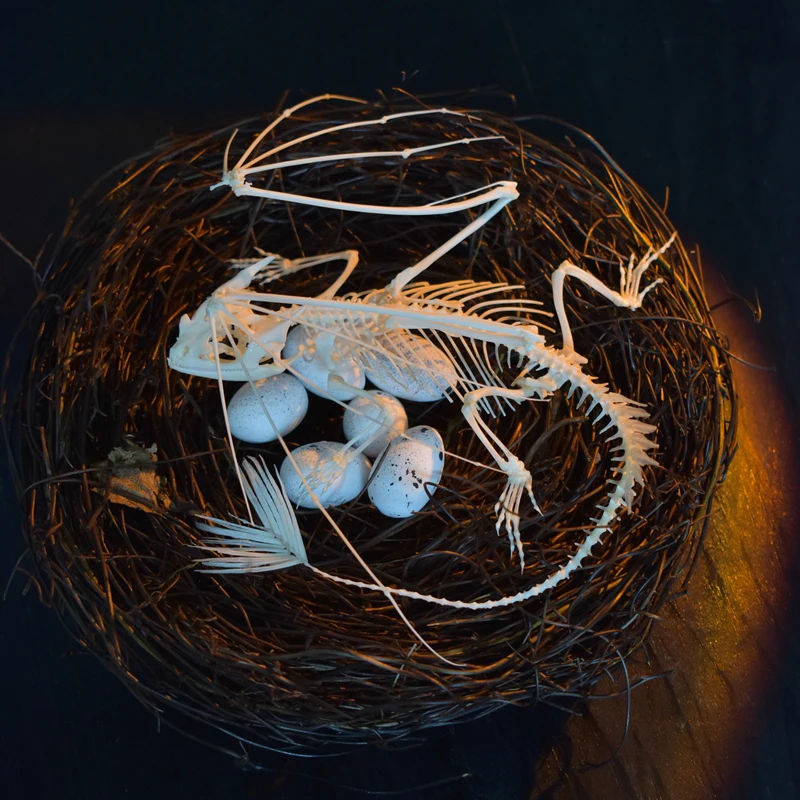 Art And Craft Science - 2125 Toothless Dragon Skeleton Replica Fantasy