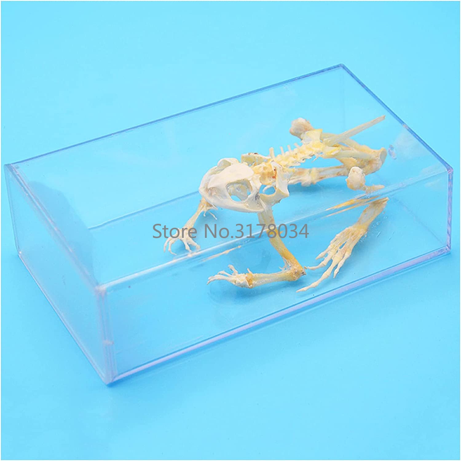 Animal Skeleton Model Frog Bon - Art And Craft Science review and price