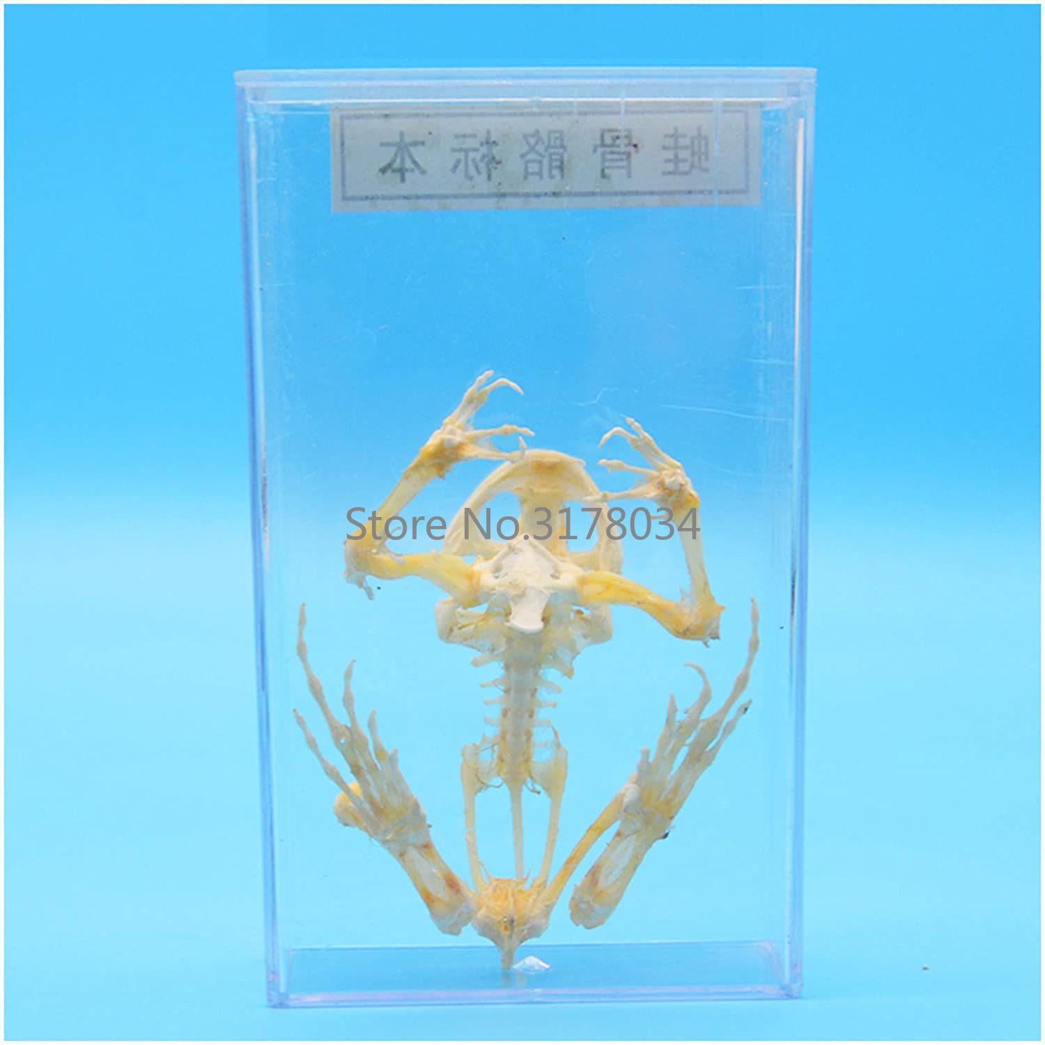 Animal Skeleton Model Frog Bon - Art And Craft Science review and price