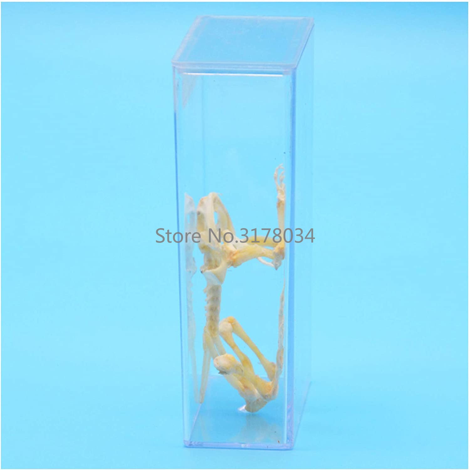 Animal Skeleton Model Frog Bon - Art And Craft Science review and price
