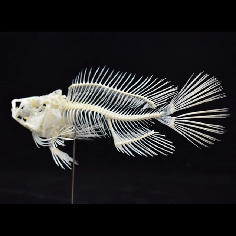 2043 Boutique Grouper Fish Ske - Art And Craft Science review and price