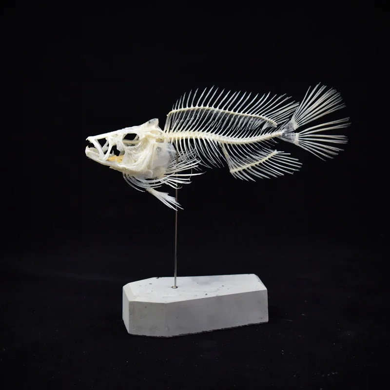 2043 Boutique Grouper Fish Ske - Art And Craft Science review and price
