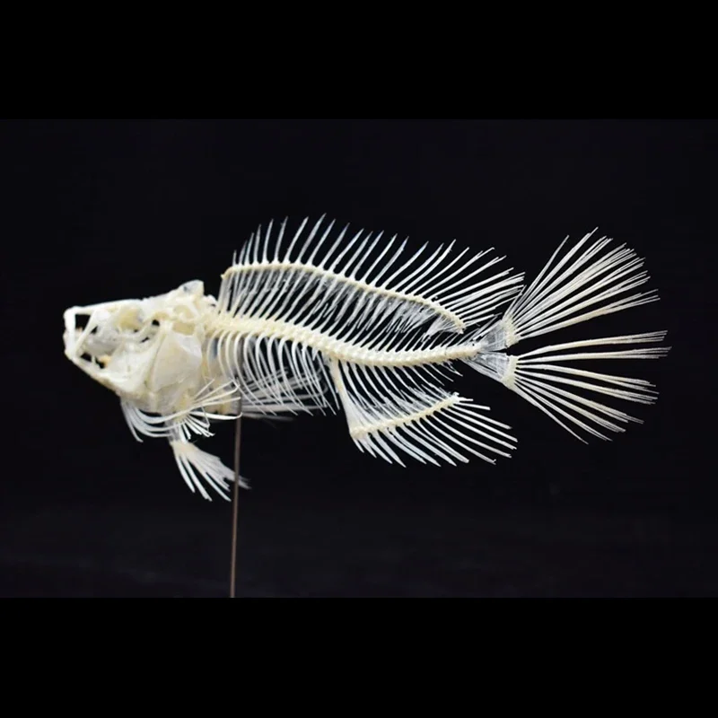 2043 Boutique Grouper Fish Ske - Art And Craft Science review and price