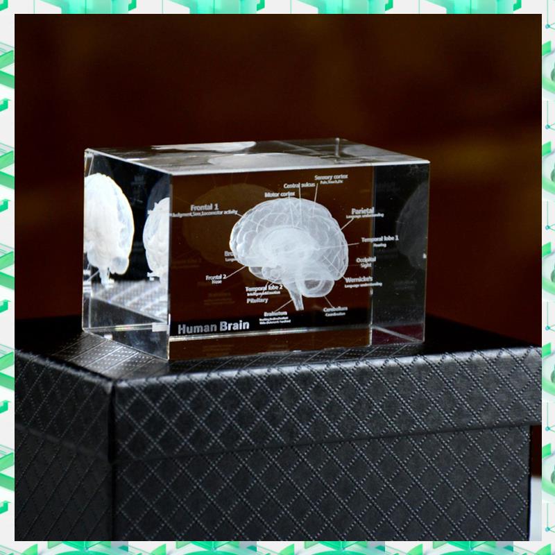 FIZP Crystal 3D Brain Anatomic - Art And Craft Science review and price