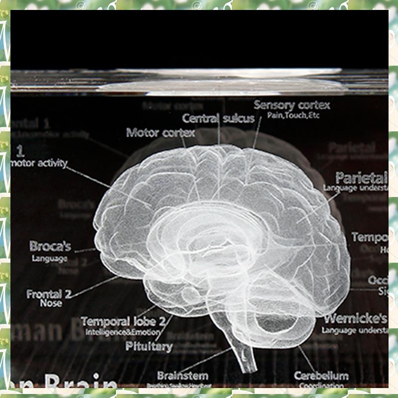 FIZP Crystal 3D Brain Anatomic - Art And Craft Science review and price