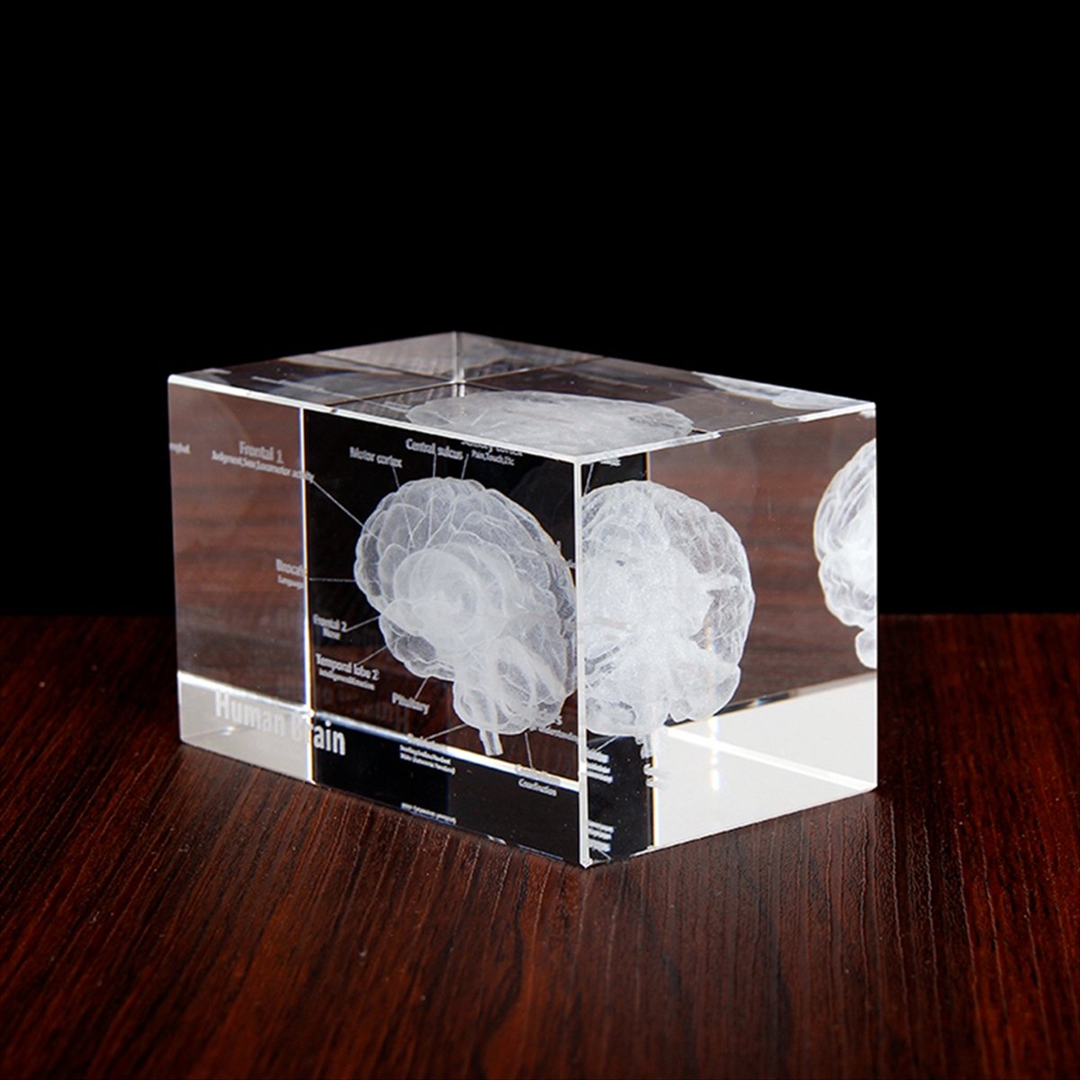 Crystal 3D Brain Anatomical Mo - Art And Craft Science review and price