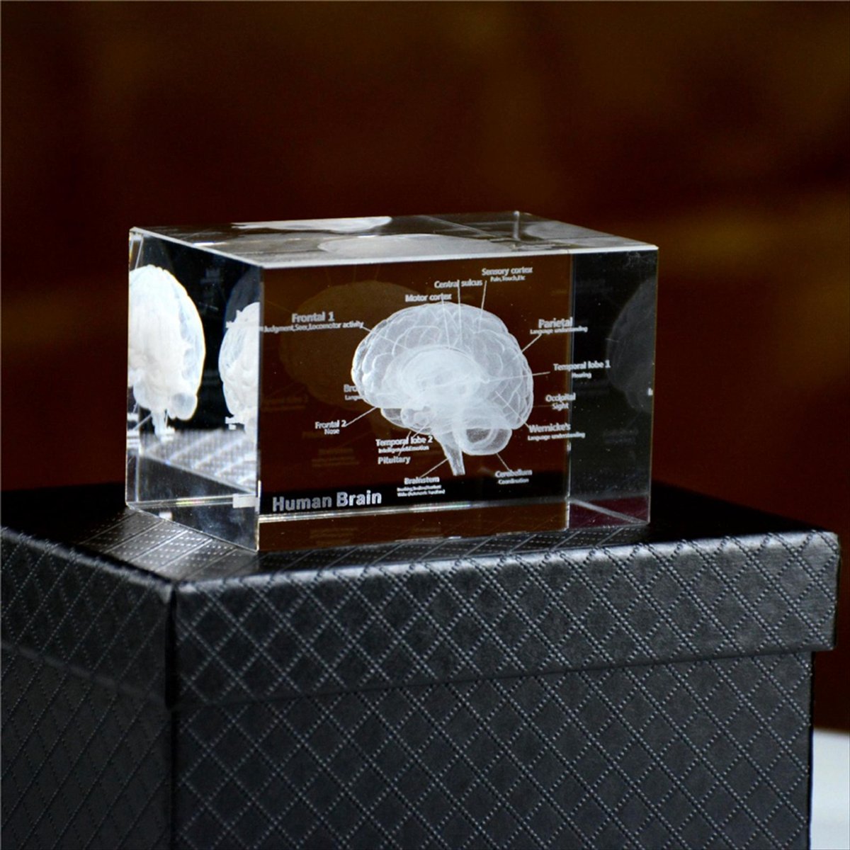 Crystal 3D Brain Anatomical Mo - Art And Craft Science review and price