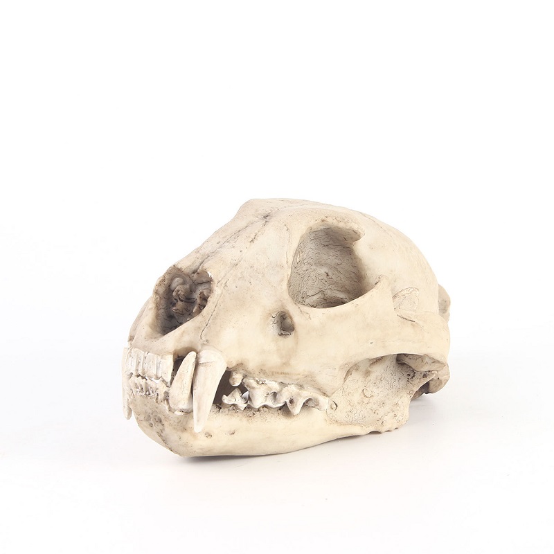 Leopard Skull Model Resin Craf - Art And Craft Science review and price