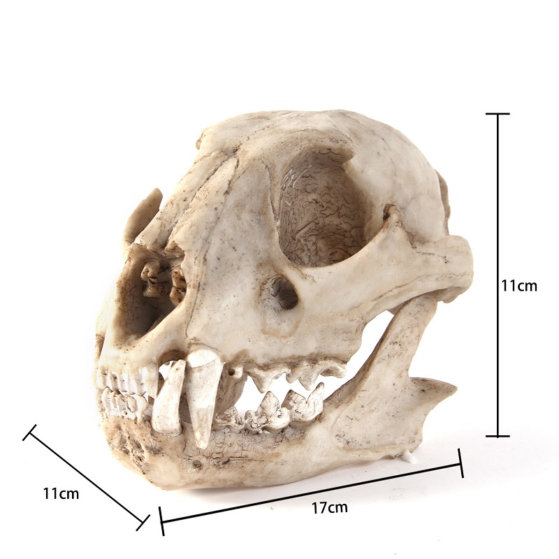Leopard Skull Model Resin Craf - Art And Craft Science review and price
