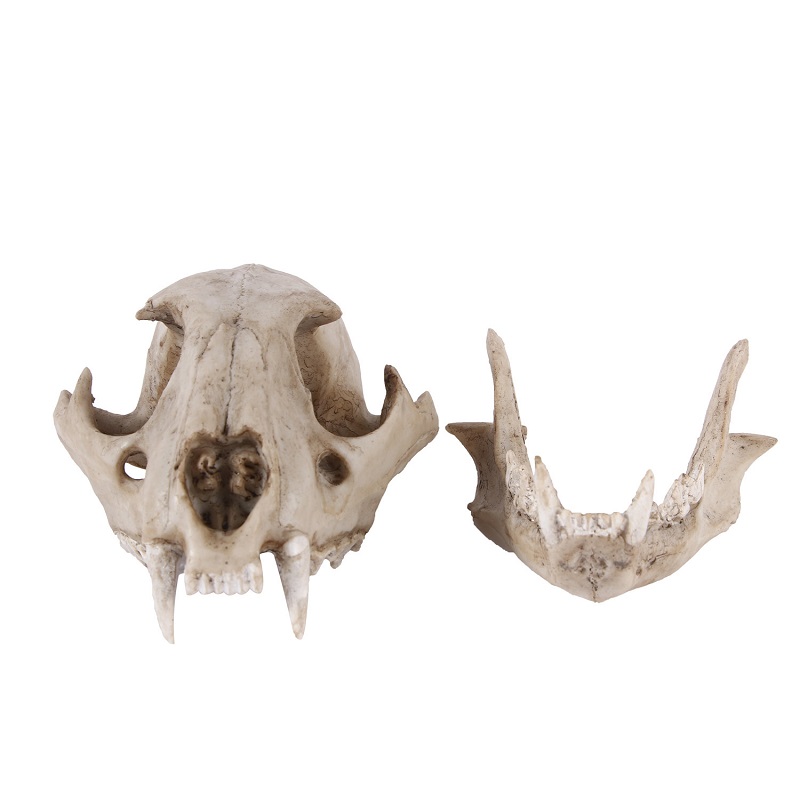 Leopard Skull Model Resin Craf - Art And Craft Science review and price