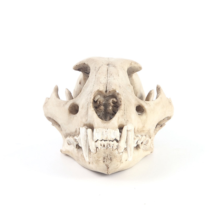 Leopard Skull Model Resin Craf - Art And Craft Science review and price