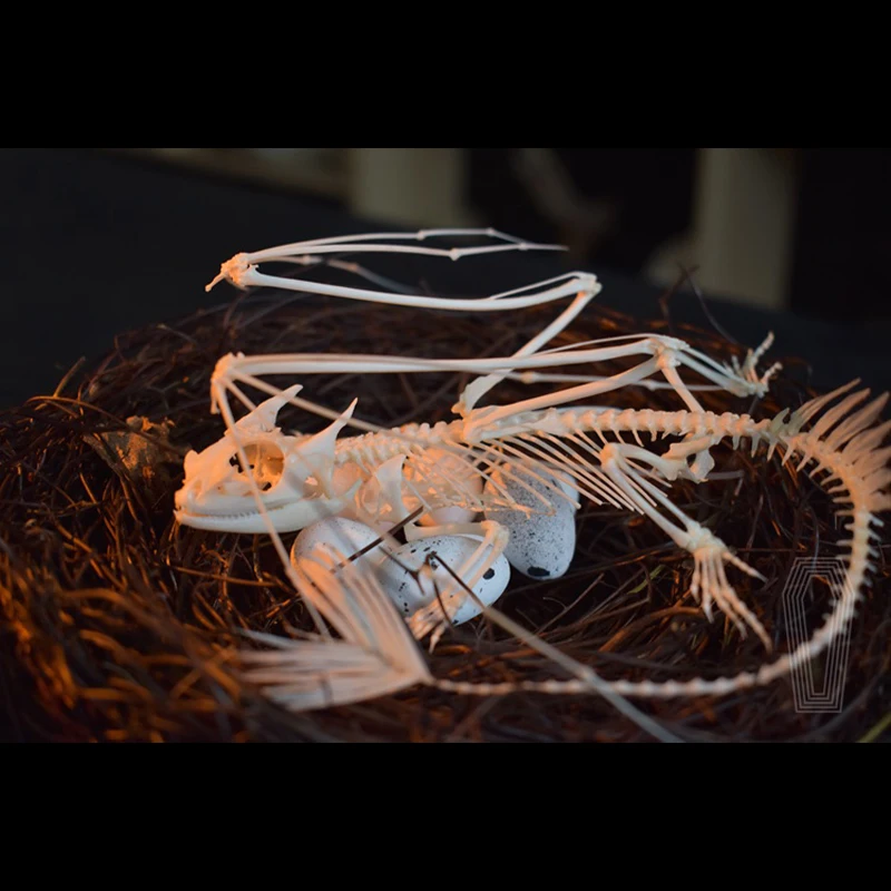 2125 Toothless Dragon Skeleton - Art And Craft Science review and price